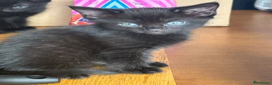 Mixed Breed 1