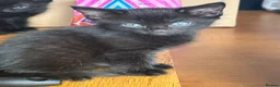 Mixed Breed cats for sale: 2 beautiful pure black mixed breed kittens  in Newark - Advert 3