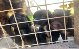 Sprocker dogs for sale: Sprocker spaniel puppies - Image 1