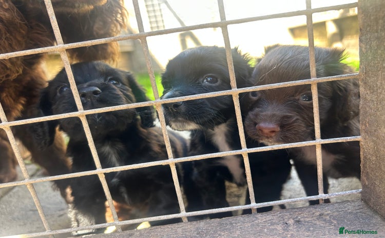 Sprocker dogs - Advert 11