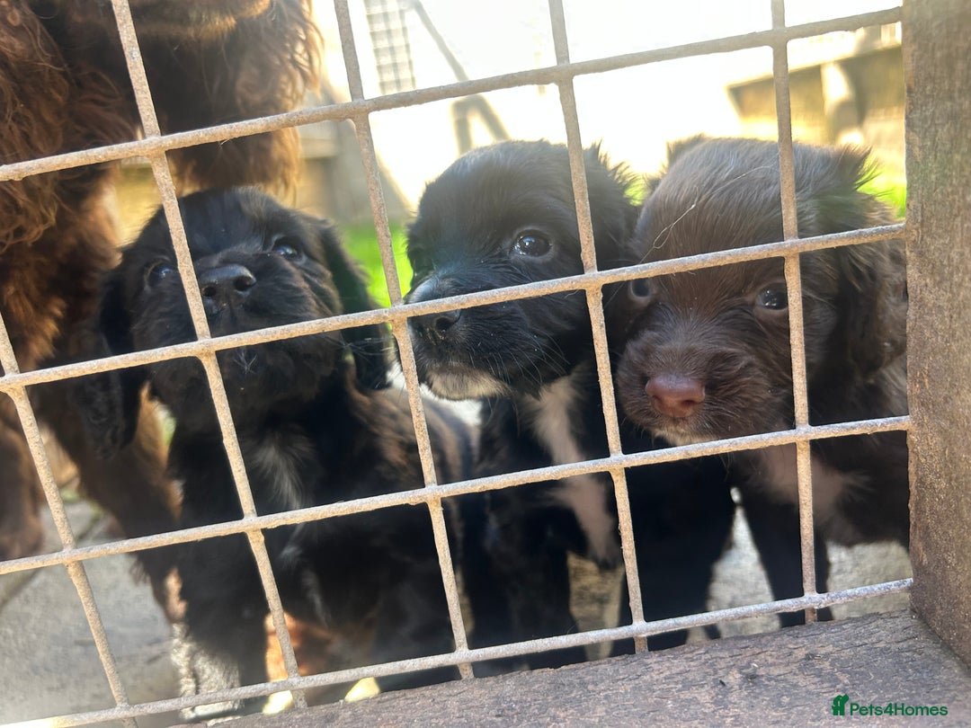 Sprocker dogs for sale: Sprocker spaniel puppies - Image 1