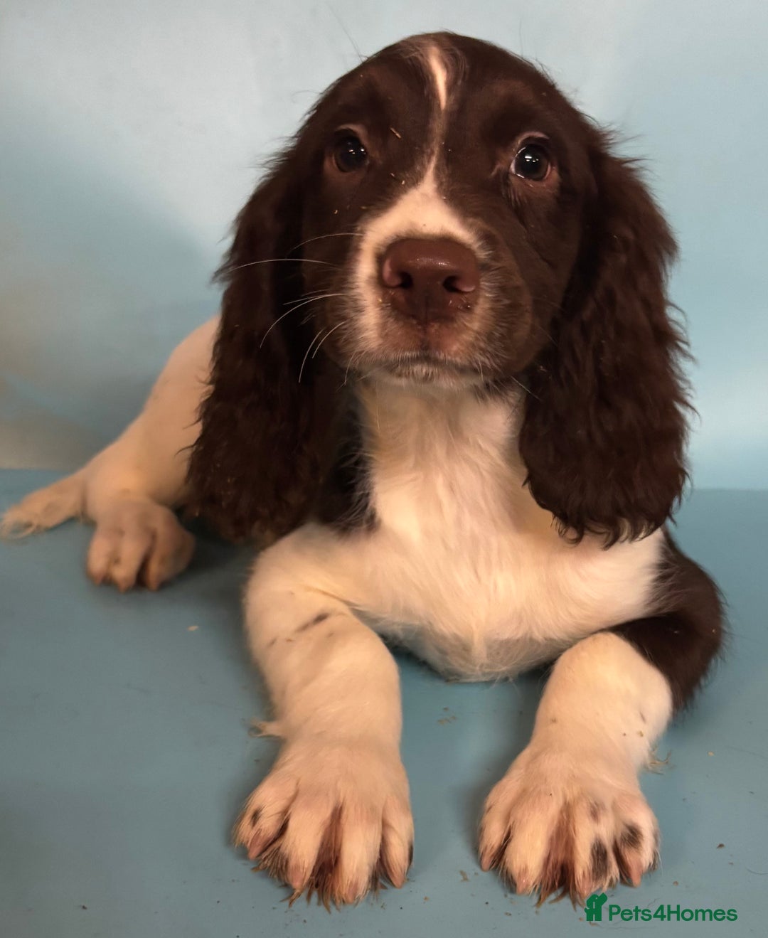 English Springer Spaniel dogs for sale: English springer spaniel - Image 3