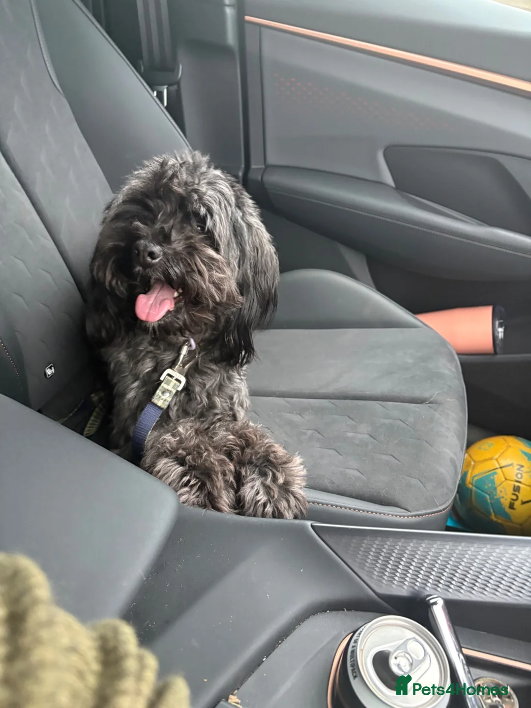 Schnoodle dogs for sale: Florrie  in Fakenham - Advert 1