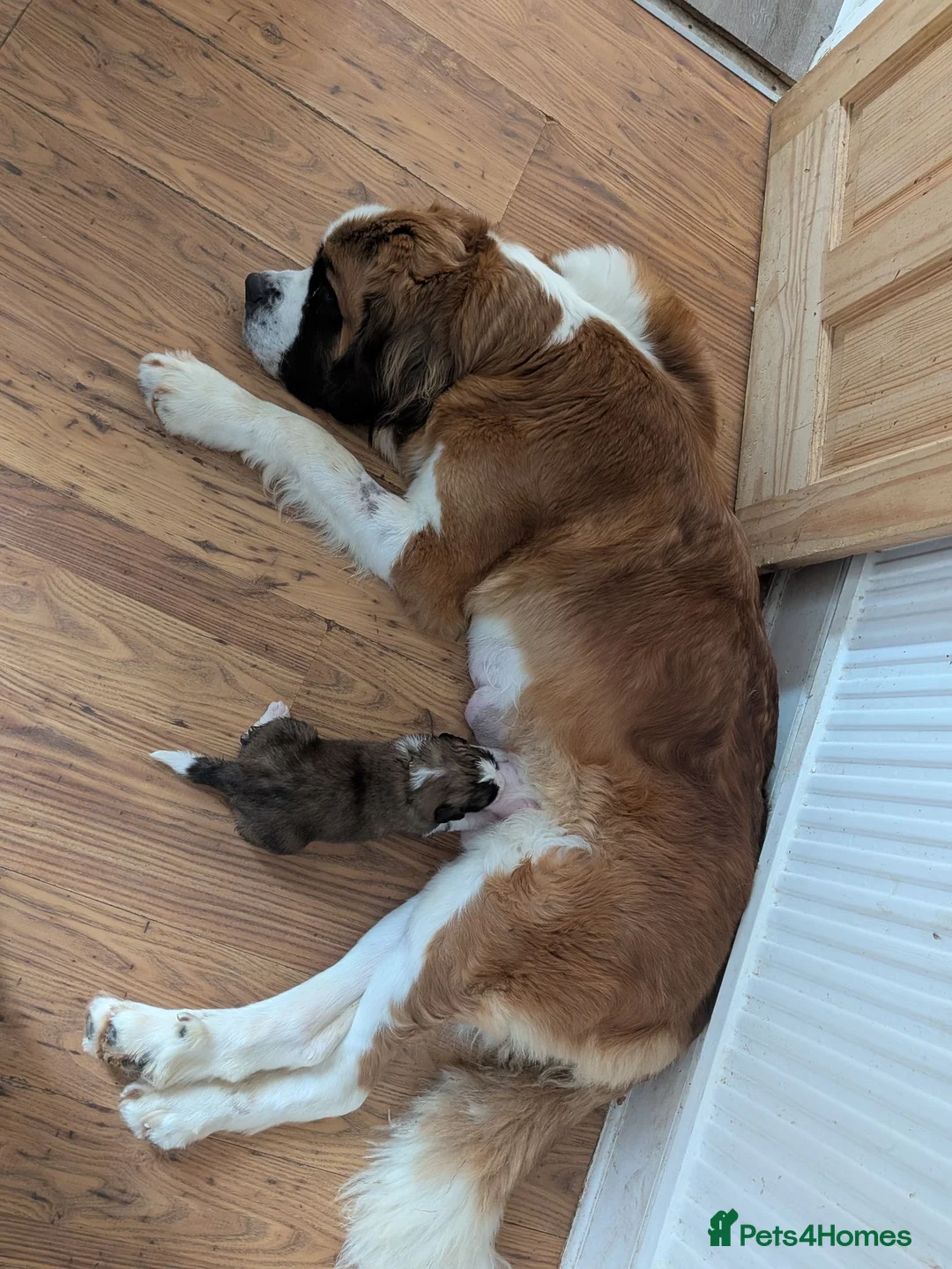 Saint Bernard dogs for sale: Saint Bernards KC registered, Hip and Elbow scored - Advert 1
