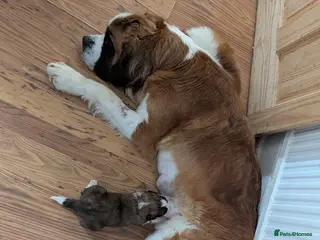 Saint Bernard dogs Saint Bernards KC registered, Hip and Elbow scored - Advert 1
