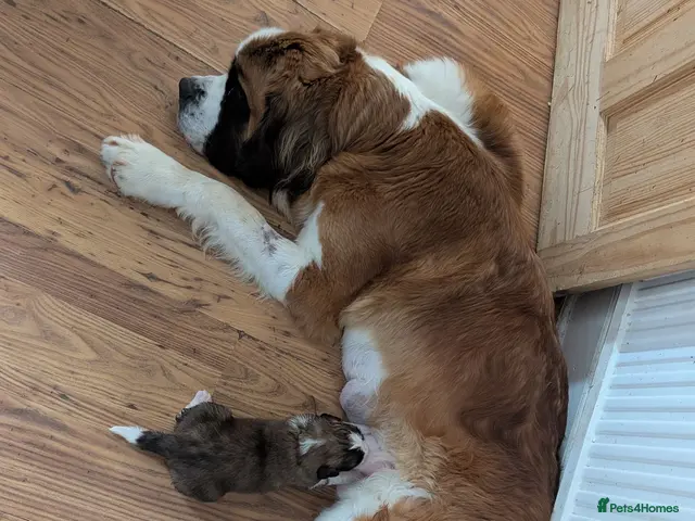 Saint Bernard dogs Saint Bernards KC registered, Hip and Elbow scored - Advert 1