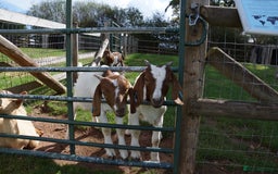 Goats livestock for sale: 2 Boer Wethers Looking For New Home - Image 2