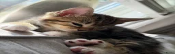 Mixed Breed cats for sale: Female kitten - Advert 4