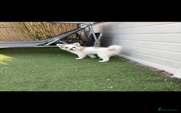 Pomchi dogs for sale: Pomchis for sale  - Image 7