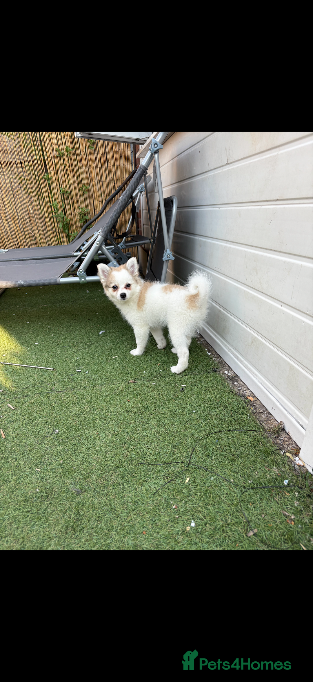Pomchi dogs for sale: Pomchis for sale  - Image 7