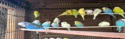 Budgerigars birds for sale: Budgies for sale  - Advert 3