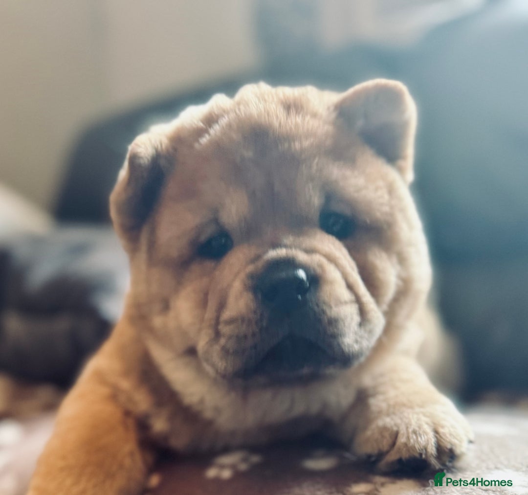 Chow Chow dogs for sale: Meet Buddy - stunning smooth - Advert 11