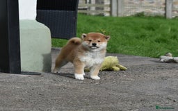 Japanese Shiba Inu dogs for sale: Health tested Japanese Shiba Inu Puppies - Image 12
