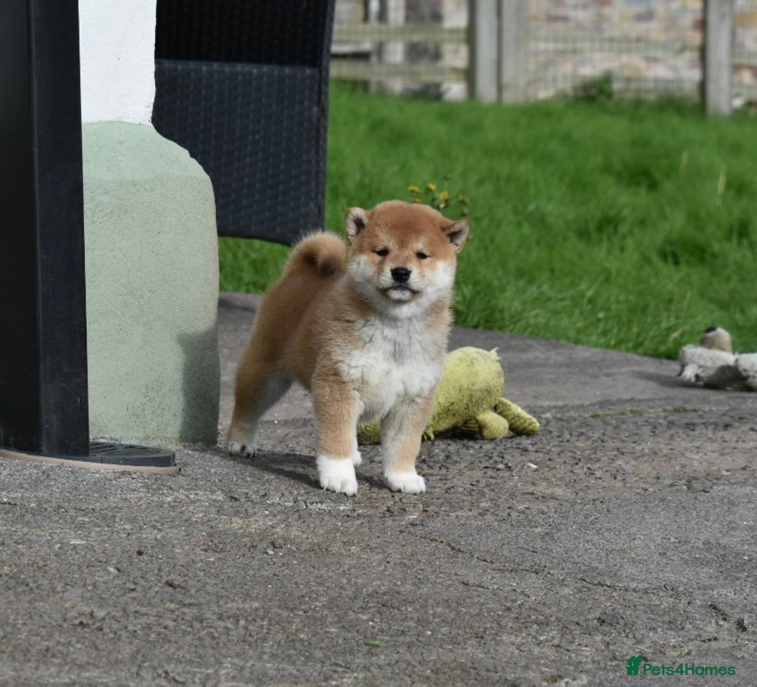 Japanese Shiba Inu dogs for sale: Health tested Japanese Shiba Inu Puppies - Image 12