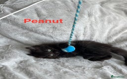 Persian cats for sale: **Last 2** Stunning litter of Persian/Ragdolls - Image 8