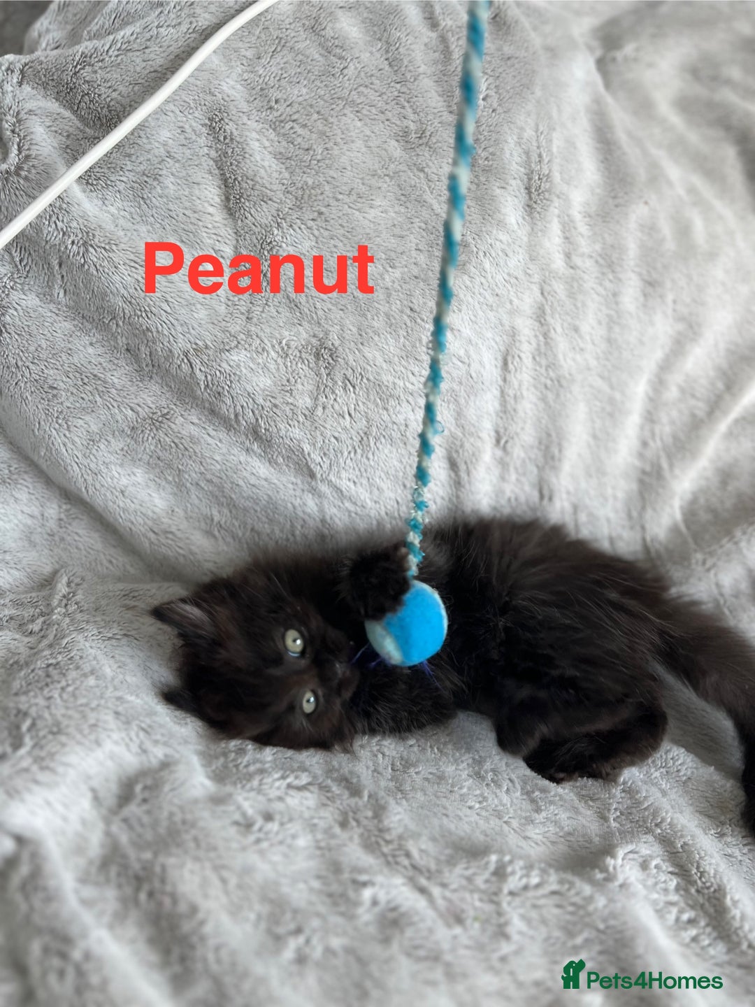 Persian cats for sale: **Last 2** Stunning litter of Persian/Ragdolls - Image 8