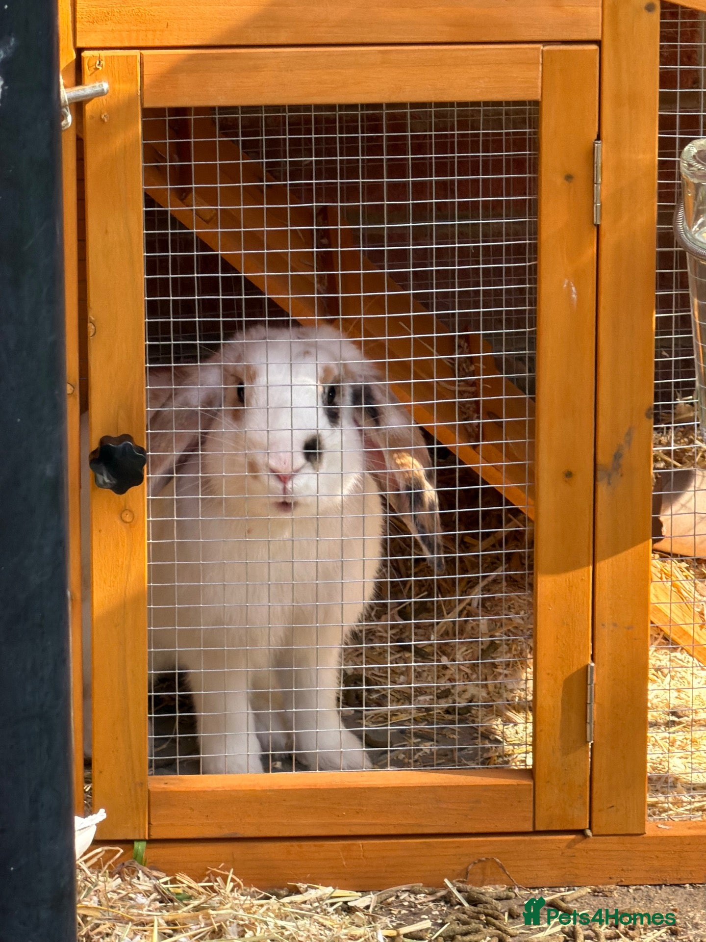 Mixed Breed rabbits Rocky the Bunny - Advert 5