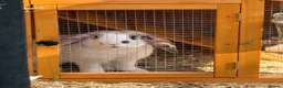 Mixed Breed rabbits for sale: Rocky the Bunny in Reading - Advert 1