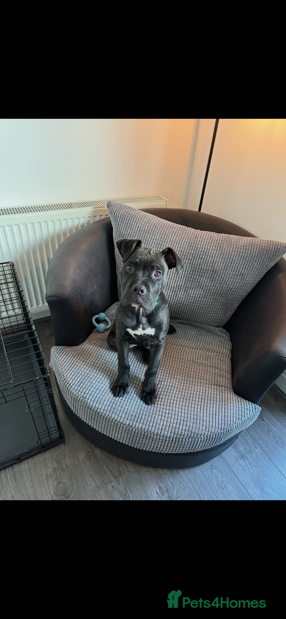 Mixed Breed dogs Cane corso x  - Advert 1