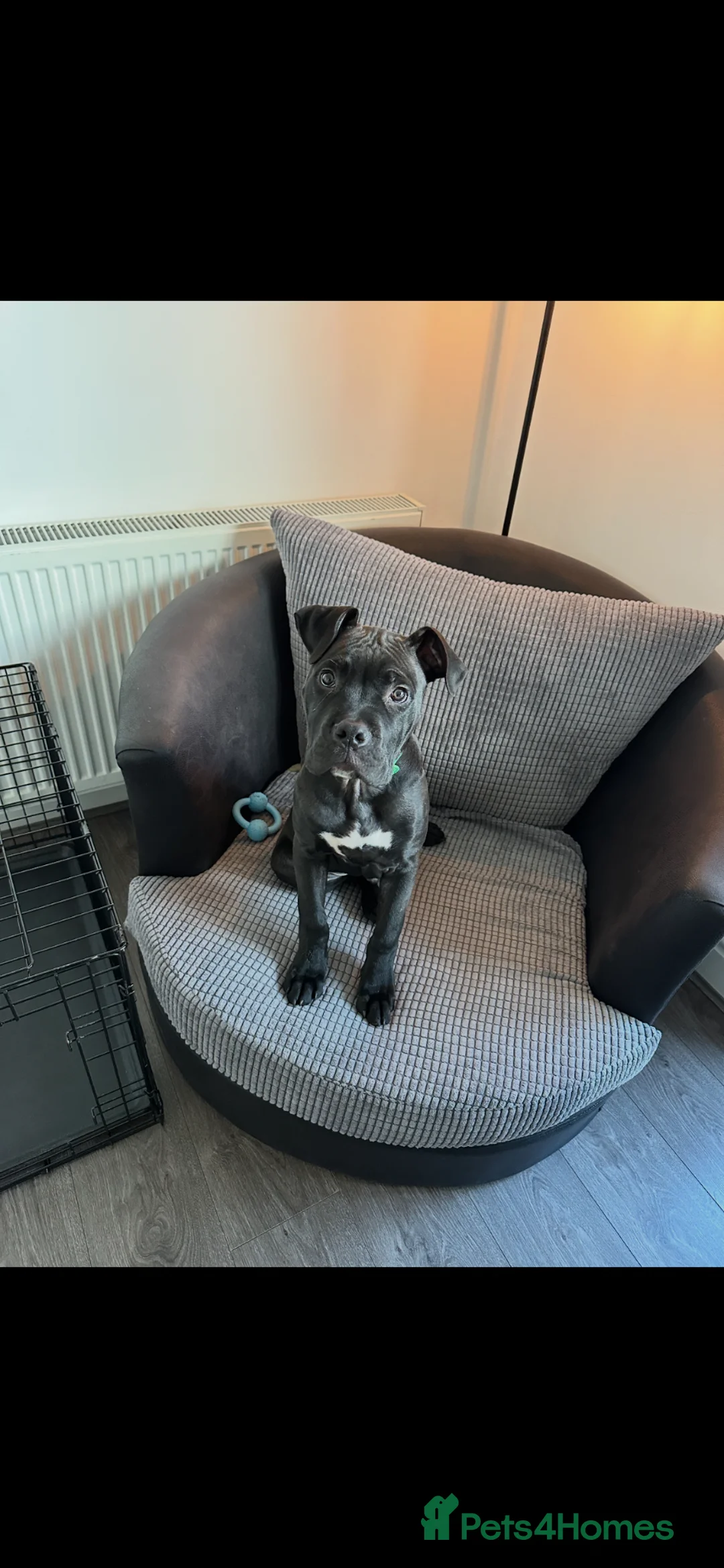 Mixed Breed dogs for sale: Cane corso x  - Advert 1