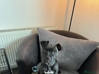 Mixed Breed dogs Cane corso x - Advert 14