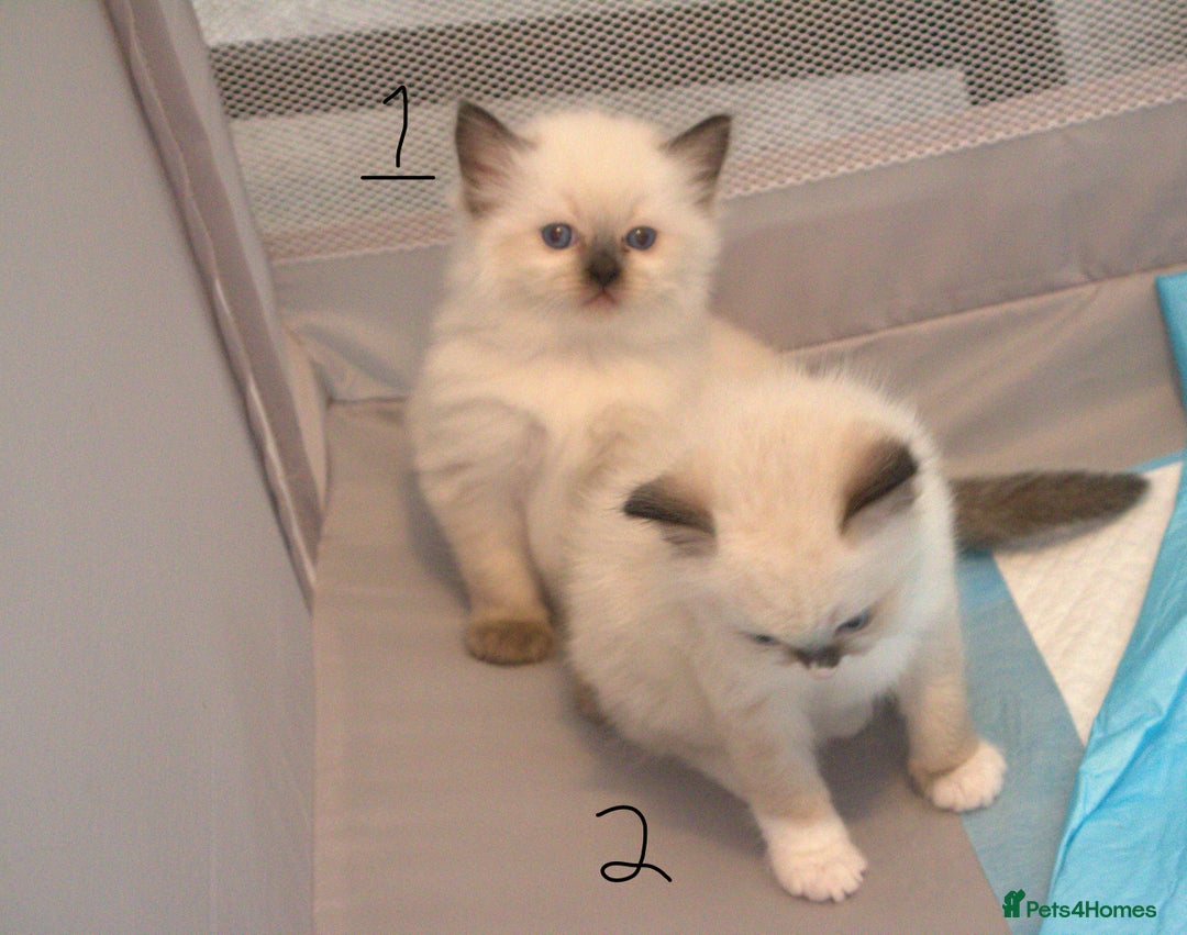 Ragdoll cats for sale: Ragdoll Kittens - Image 4