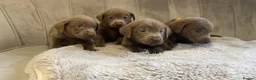 Labrador Retriever dogs for sale: Stunning silver Labradors ready now  - Advert 15