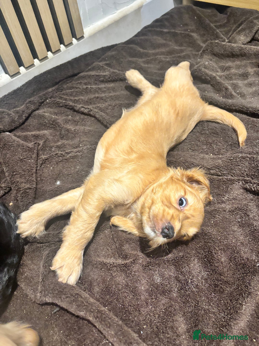 Cockapoo dogs for sale: Beautiful, Rare Cockapoo Puppies – Ready 17th Nov - Advert 14