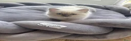 Ragdoll cats for sale: Pure Ragdoll Boys Available now  - Advert 28