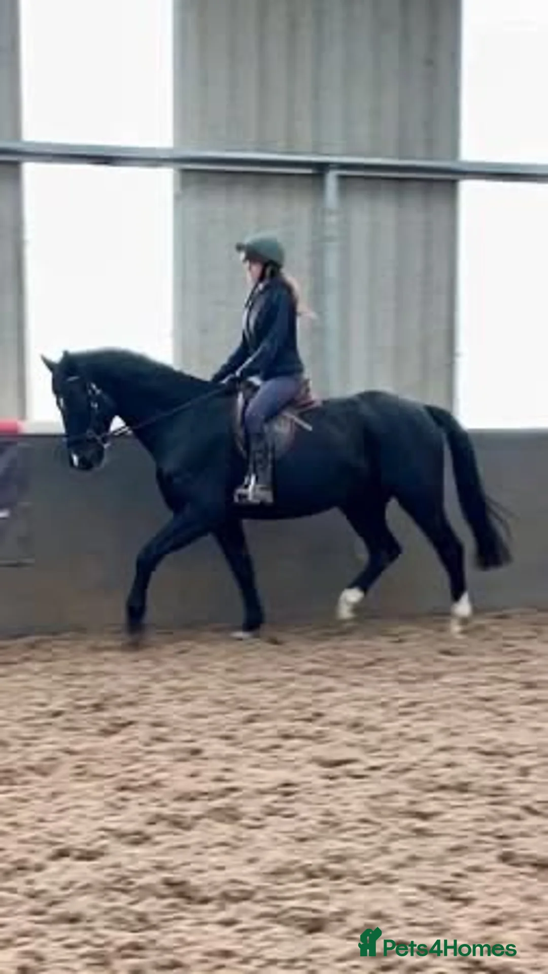 Other Breed horses for sale:   SOSTENUTO 16.3hh | 6-Year-Old Black Gelding   in Devizes - Advert 2