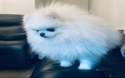 Pomeranian dogs for sale: Stunning Kc-reg boys 🌟🌟🌟🌟🌟 - Image 18
