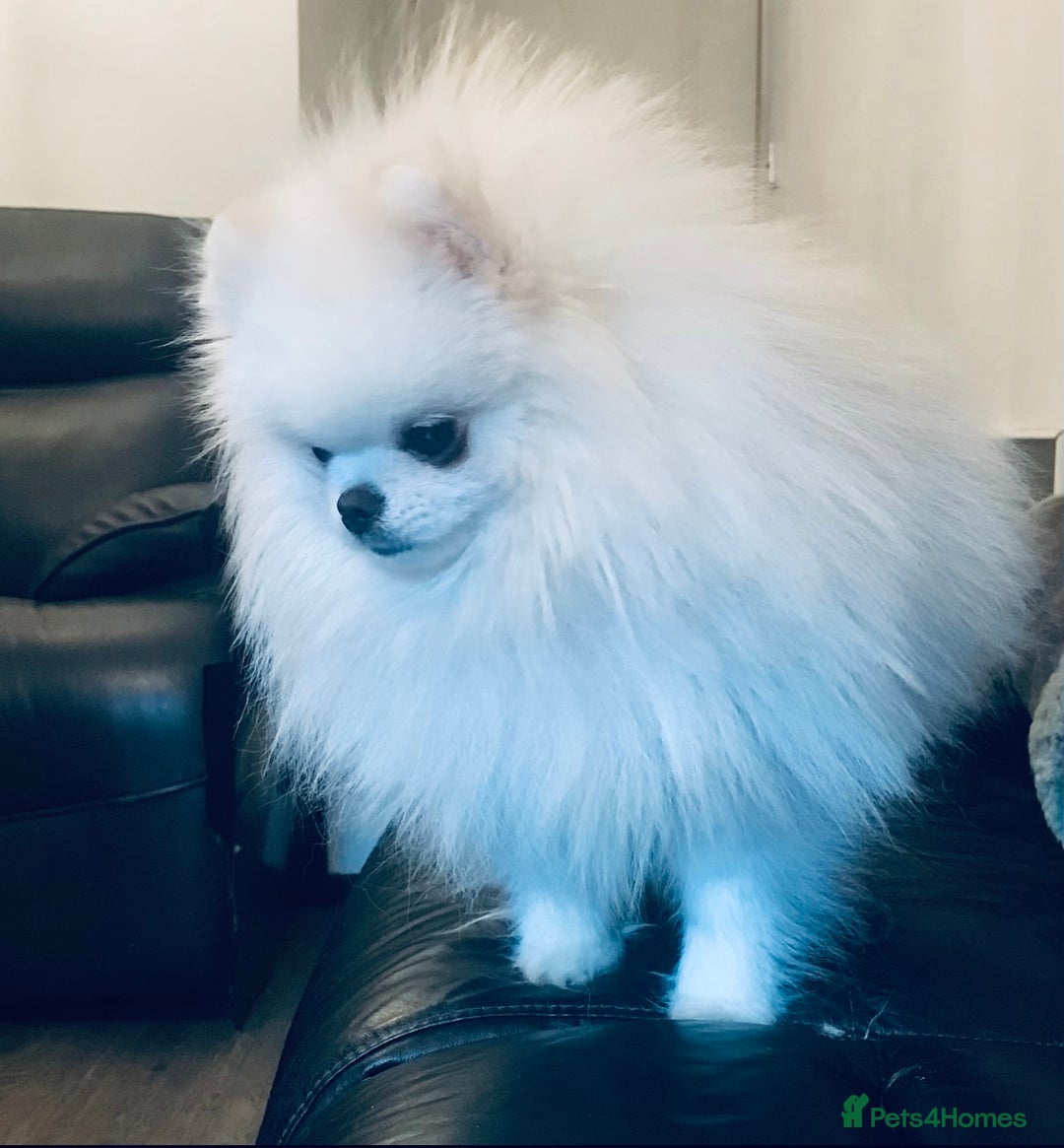 Pomeranian dogs for sale: Stunning Kc-reg boys 🌟🌟🌟🌟🌟 - Image 18