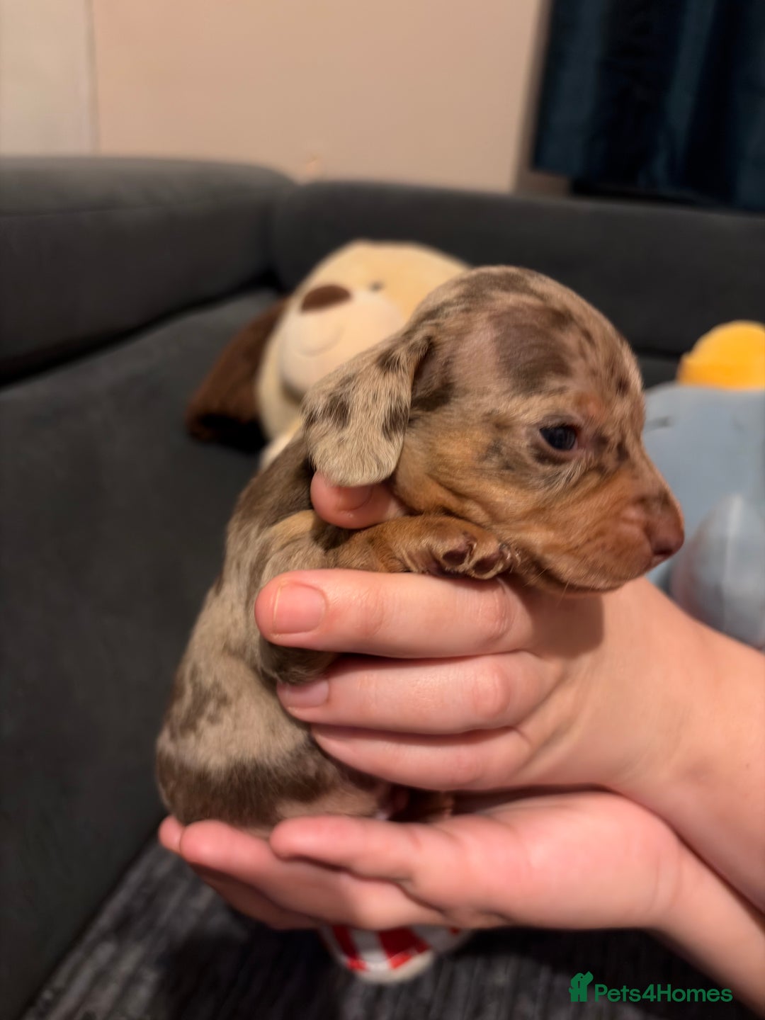 Miniature Dachshund dogs for sale: 🐾 Miniature Dachshund Puppies KC Registered  - Advert 19
