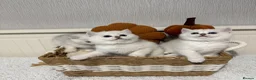 British Shorthair cats for sale: Exceptional Pedigree Silver British shorthairs 🩶 - Advert 5