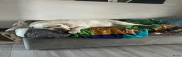 Labrador Retriever dogs for sale: Labrador retriver - Advert 16