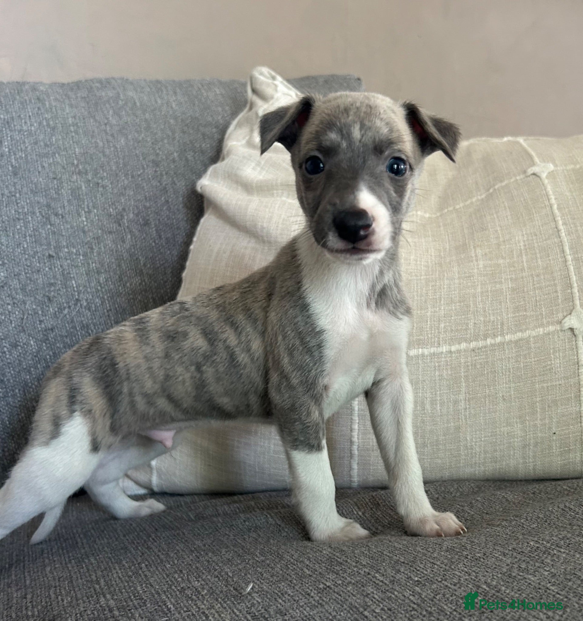 Whippet dogs  3 Male whippet pups available  - Advert 7
