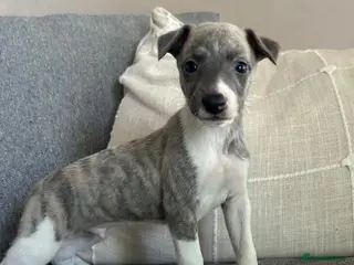 Whippet dogs 3 Male whippet pups available - Advert 7