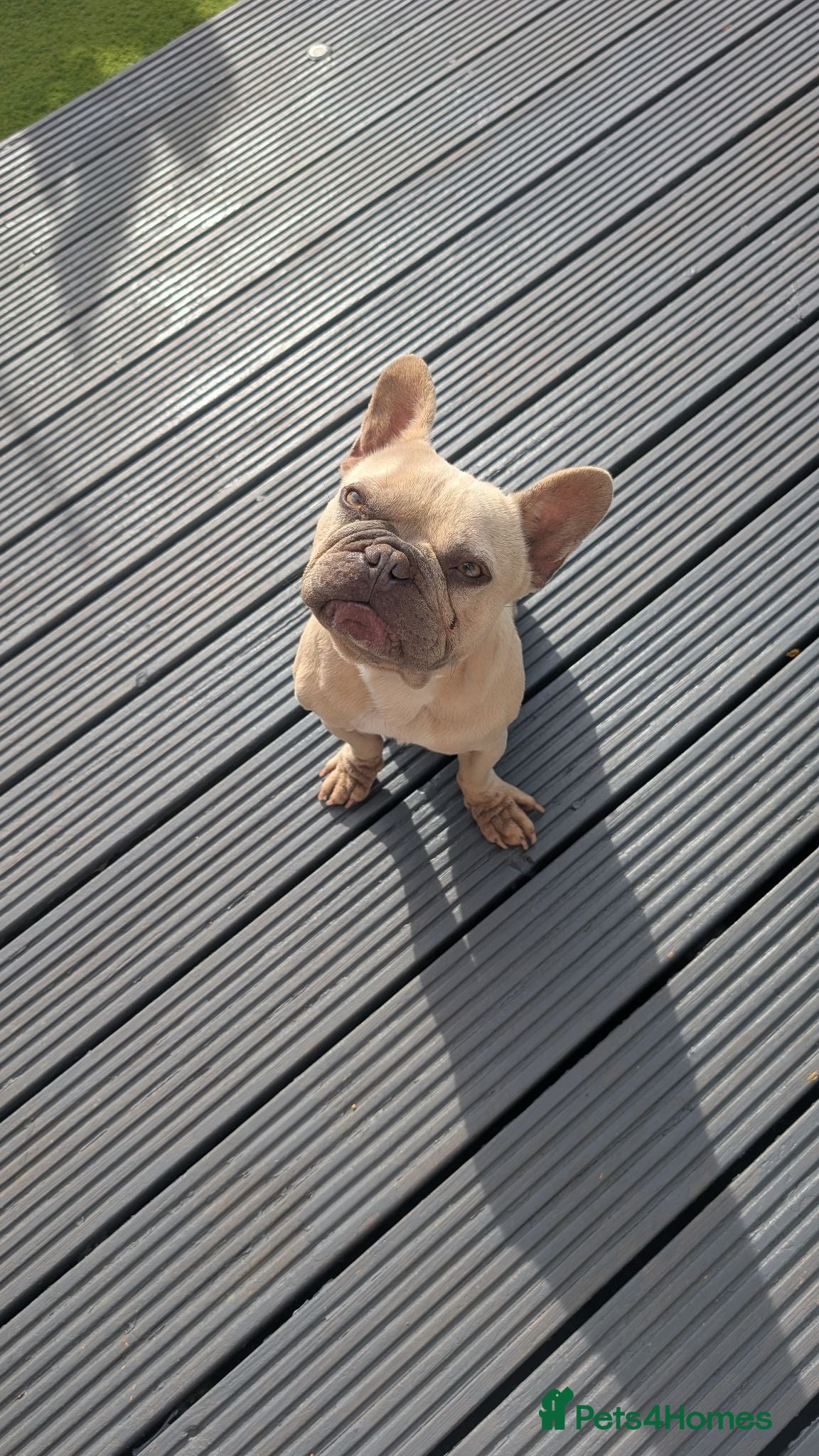 French Bulldog dogs French Bulldog  - Advert 17