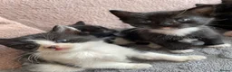 Mixed Breed cats for sale: 4 black and white kittens for sale  in Hebden Bridge - Advert 8
