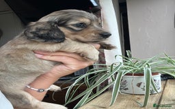 Miniature Dachshund dogs for sale: Highest quality champion line cream long haired  - Image 24