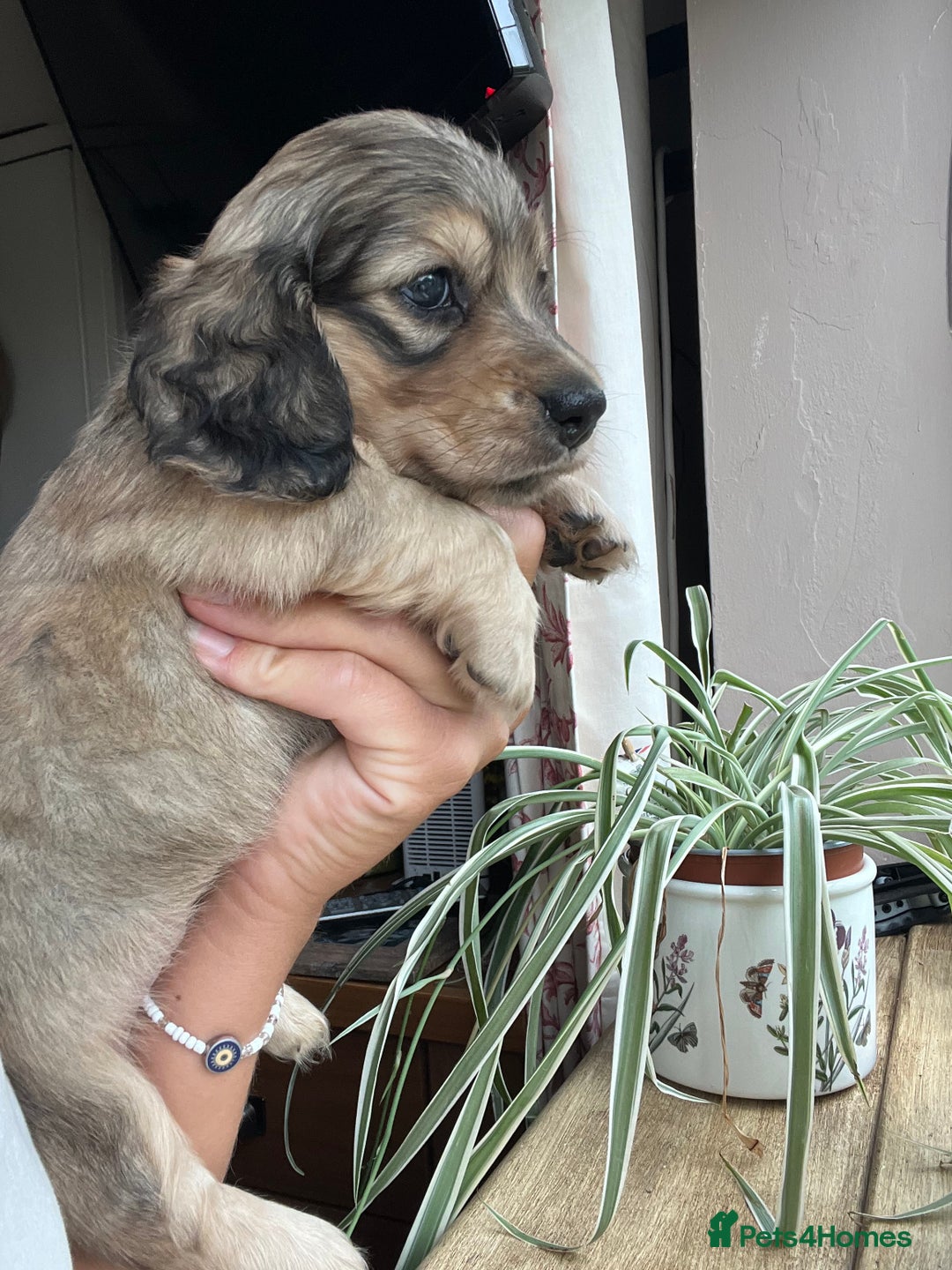 Miniature Dachshund dogs for sale: Highest quality champion line cream long haired  - Image 24
