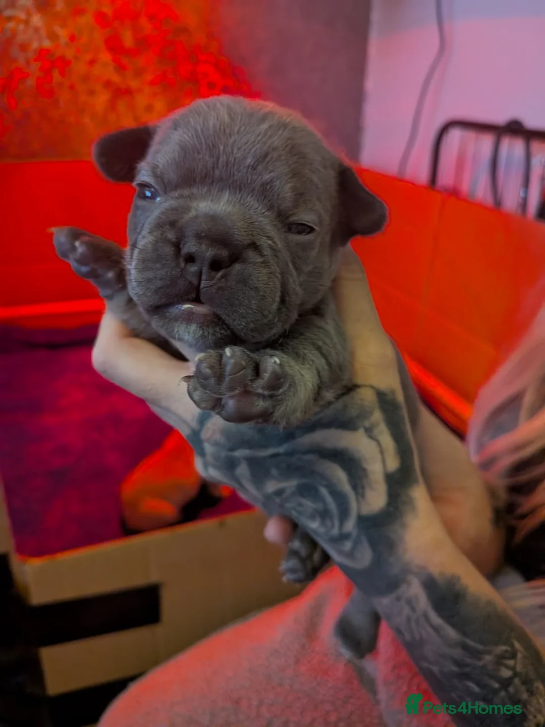 French Bulldog dogs for sale: Frenchbull dog puppy’s  in Tayport - Advert 9