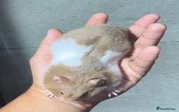 Hamster rodents for sale: STUNNING, TAME, PEDIGREE BABY SYRIAN HAMSTER - Image 5