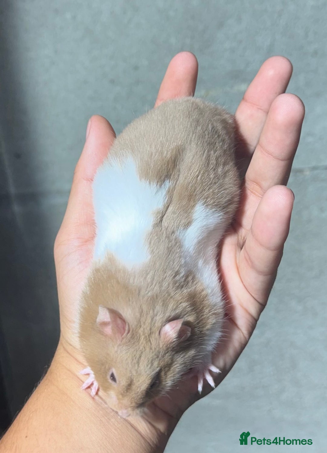 Hamster rodents for sale: STUNNING, TAME, PEDIGREE BABY SYRIAN HAMSTER - Image 5