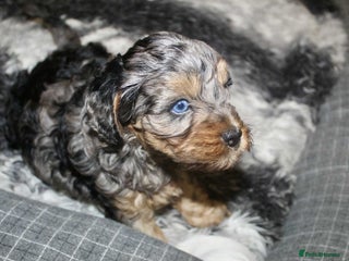 Cavapoo dogs Blue merle phantom Cavapoo female puppy - Advert 2