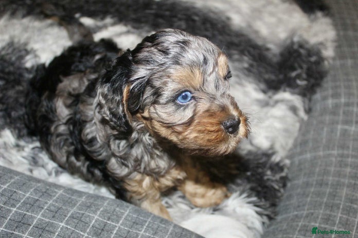 Cavapoo dogs Blue merle phantom Cavapoo female puppy - Advert 1