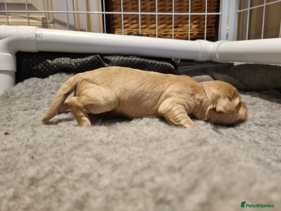 Cockapoo dogs for sale: Cockapoo puppies looking for their forever homes - Advert 13