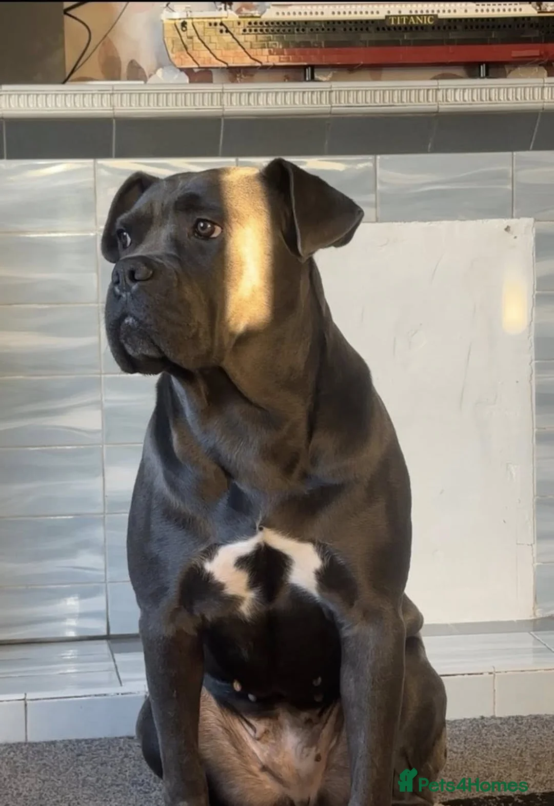 Cane Corso dogs for sale: Cane Corso Nahla - Advert 2