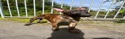 Belgian Shepherd Dog dogs for sale: Herder puppies x (working lines) - Advert 7