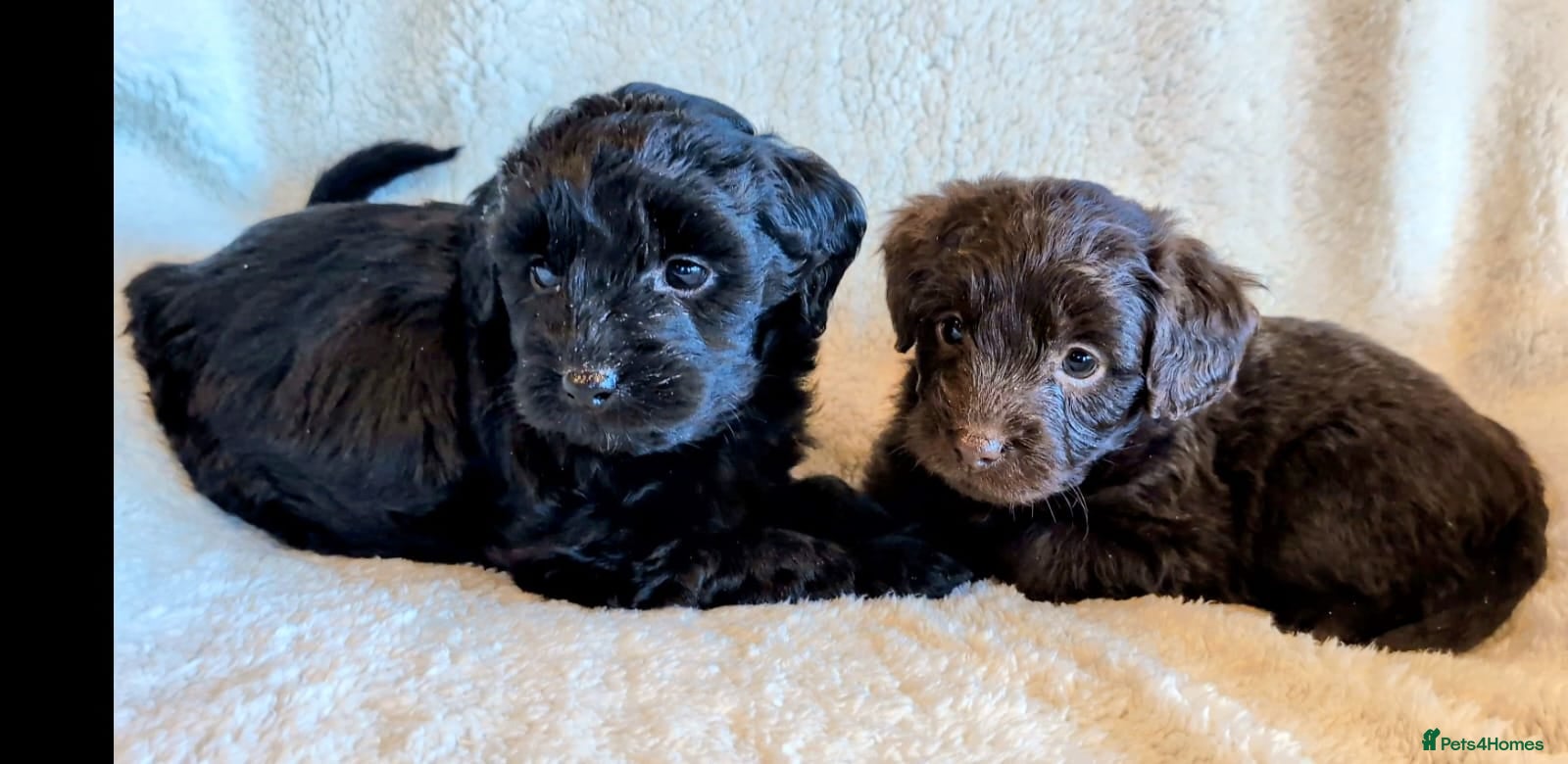 Labradoodle dogs Miniture Labradoodles ready now. - Advert 12